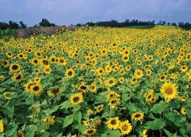 sunflower